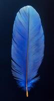 A blue feather with a black background. The feather is the main focus of the image. The blue color of the feather is striking and stands out against the black background photo