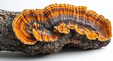 A large mushroom with orange and brown stripes is growing on a tree branch. The mushroom is large and has a unique appearance photo