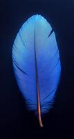 A blue feather with a yellow tip. The feather is the main focus of the image. The blue color of the feather is striking and stands out against the dark background. The yellow tip adds a pop of color photo