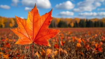 A single leaf of a maple tree is standing in a field of autumn leaves. The leaf is orange and has a slightly wet appearance. The field is filled with a variety of leaves, creating a colorful photo