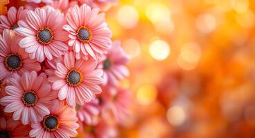 Pink flowers with warm background colors. Delicate pink flowers are displayed against a warm, glowing backdrop, creating a vibrant and cheerful atmosphere. photo