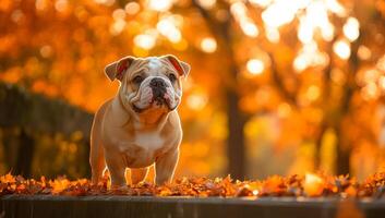 A brown bulldog is standing on a sidewalk in autumn. The dog is looking at the camera with a curious expression. The scene is peaceful and serene, with the dog being the main focus of the image photo