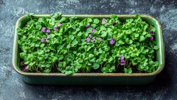 A green container with a variety of plants in it. The plants are small and green, with purple flowers. The container is placed on a dark surface, giving it a somewhat somber and subdued appearance photo