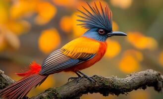 A colorful bird with a long tail and a long orange and blue beak is sitting on a branch photo