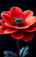 A close up of a red flower with a black background. The flower is the main focus of the image, and it is the most vibrant and eye-catching element. The black background creates a sense of contrast photo