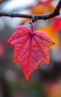 A leaf is hanging from a branch and is covered in a fine layer of frost. The leaf is red and has a slightly fuzzy appearance photo