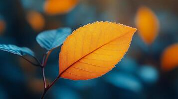 A leaf with a blue background. The leaf is orange and has a shiny surface. The background is blue and the leaf is the main focus of the image photo