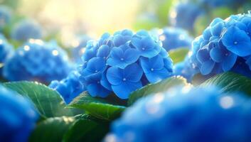 A close up of a bunch of blue flowers. The flowers are in a field and are surrounded by green leaves photo