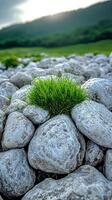 Green grass thrives atop smooth stones in a tranquil outdoor setting, with gentle sunlight illuminating the scene. photo