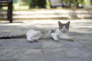 Relaxing Street Cat in the Park photo