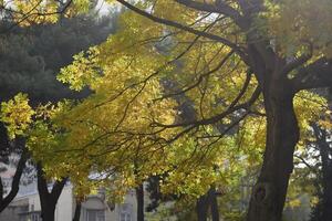 Trees With Yellowing Leaves In Autumn photo