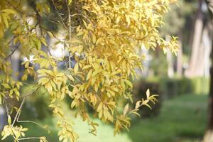 Golden Autumn Leaves on Tree Branch photo