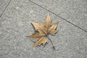 Autumn Leaf on Pavement photo