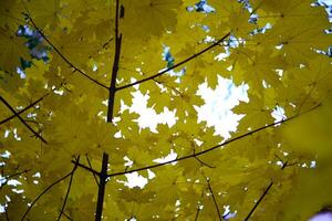 Yellow maple leaves in autumn. Large leaves of the tree in autumn. photo