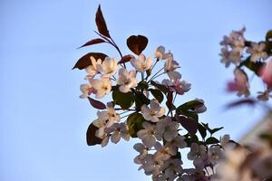 Beautiful apple tree flowers in spring. Apple tree flowers in close-up. Beautiful bokeh. photo