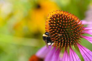 Rudbeckia and the bee. An insect on a flower. Juicy colors in the garden in summer. photo