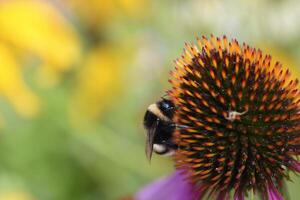 Rudbeckia and the bee. An insect on a flower. Juicy colors in the garden in summer. photo