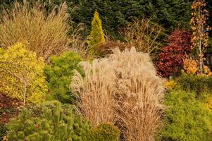 Colorful Garden Landscape Showcasing Diverse Plants and Ornamental Grasses in Autumn photo