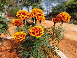 A group of yellow and red flowers growing in a dirt field photo