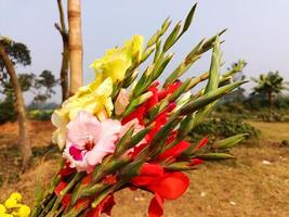 A bunch of flowers in a field photo