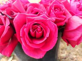 A close up of a bunch of pink roses photo