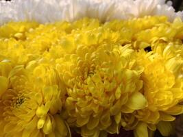 A close up of yellow and white flowers photo