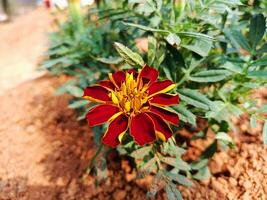A red and yellow flower growing in a dirt field photo