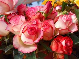 A bunch of pink and red roses in a vase photo