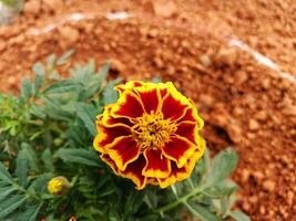 A flower with red and yellow petals photo