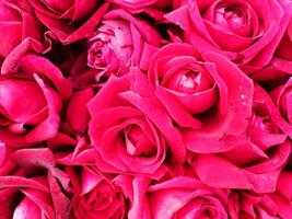 A close up of a bunch of pink roses photo