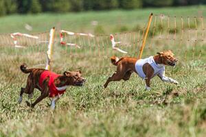 Two basenji dogs running in red and white jacket on coursing competition photo