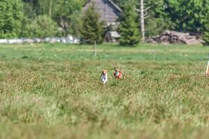 Two basenji dogs running in red and white jacket on coursing competition photo