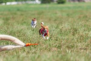 Two basenji dogs running in red and white jacket on coursing competition photo