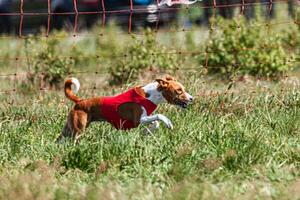 Basenji dog running in red jacket on coursing green field at competition photo