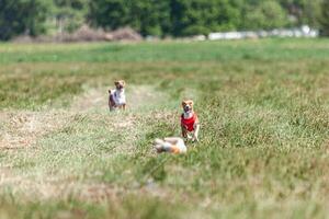 Two basenji dogs running in red and white jacket on coursing competition photo