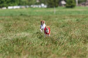 Two basenji dogs running in red and white jacket on coursing competition photo