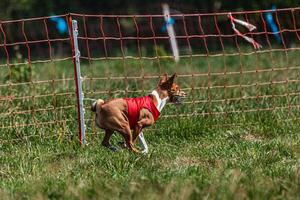 Basenji dog running in red jacket on coursing green field at competition photo