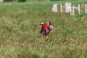 Two basenji dogs running in red and white jacket on coursing competition photo