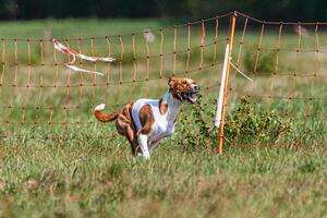 Basenji dog running in white jacket on coursing green field at competition photo