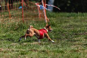 Basenji dog running in red jacket on coursing green field at competition photo