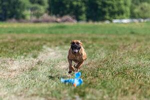 Cane Corso running and chasing coursing lure on green field photo