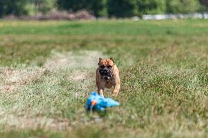 Cane Corso running and chasing coursing lure on green field photo