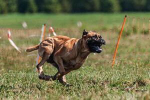 Cane Corso running and chasing coursing lure on green field photo