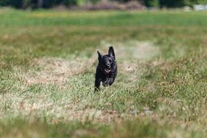 Black dog running across the meadow on lure coursing competition photo