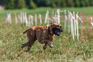 Cane Corso running and chasing coursing lure on green field photo
