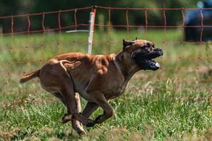 Cane Corso running and chasing coursing lure on green field photo