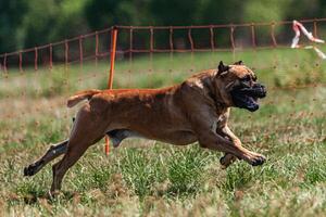 Cane Corso running and chasing coursing lure on green field photo