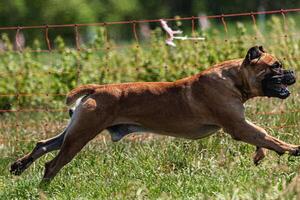 Cane Corso running and chasing coursing lure on green field photo