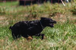 Black dog running across the meadow on lure coursing competition photo