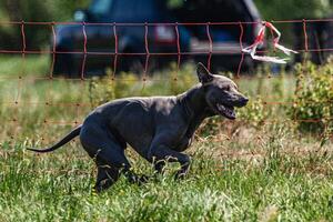 Thai ridgeback running full speed at lure coursing sport competition photo